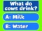 Leikur Trivia! Best Family Quiz á netinu