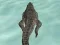 Leikur Crocodile Simulator Beach Hunt á netinu
