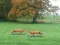 Leikur Hunted Fox á netinu