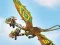 Leikur Dragons: Drachenrennen á netinu