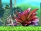 Leikur King Julien: Schnapp' die Krone á netinu
