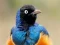 Leikur Animal Puzzle: Wildlife & Logic á netinu