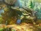 Leikur Notes from Fantasy Forest á netinu