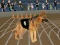 Leikur Crazy Dog Racing Fever á netinu
