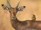 Leikur Wild Deer Jigsaw á netinu