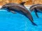 Leikur Sea Dolphin Jigsaw á netinu