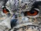 Leikur Wild owl Jigsaw á netinu