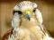 Leikur Gyrfalcon Jigsaw á netinu