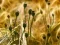 Leikur Poppy Bud Jigsaw á netinu
