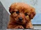 Leikur Puppy Puzzle á netinu