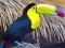 Leikur Toucan Bird Jigsaw á netinu