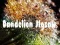 Leikur Dandelion Jigsaw á netinu