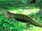 Leikur Lizard Forest Escape á netinu