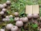 Leikur Lycoperdon Mushroom Land Escape á netinu