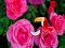 Leikur Precious Rose Escape á netinu