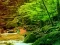 Leikur Peaceful Rainbow Forest Escape á netinu