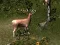 Leikur Sniper Hunting Deadly Animal á netinu