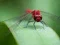 Leikur Dragon Fly Jigsaw á netinu