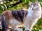 Leikur Rotate Puzzle - Cats and Dogs á netinu