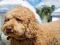 Leikur Labradoodle Jigsaw á netinu