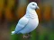 Leikur Realistic Pigeon Rescue á netinu