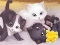 Leikur Jigsaw Puzzle: Playing Cats á netinu