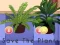 Leikur Save the Plants á netinu