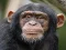 Leikur Chimpanzee Jigsaw á netinu