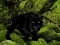 Leikur Escape from Black Panther Forest á netinu