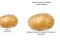 Leikur Potato Construct 2 Edition á netinu