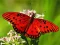 Leikur Nature Jigsaw Puzzle Butterfly á netinu