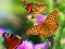 Leikur Butterfly Slide á netinu