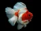Leikur Gold Fish Jigsaw Puzzle á netinu