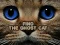 Leikur Find the Ghost Cat á netinu