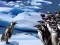 Leikur Penguins Slide á netinu