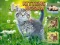 Leikur Kittens Jigsaw á netinu
