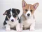Leikur Cute Puppies Puzzle á netinu