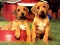 Leikur Puppy Pairs Puzzle á netinu