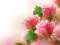 Leikur Pink Roses á netinu