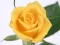 Leikur Yellow Roses á netinu