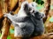 Leikur Cute Baby Koala Bear á netinu