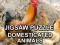 Leikur Jigsaw Puzzle Domesticated Animals á netinu