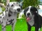 Leikur Dog Simulator 3d á netinu