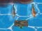 Leikur Titanic Shark Attacks á netinu