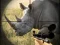 Leikur Wild Rhino Hunter á netinu