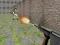 Leikur Bullet Fire á netinu