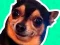 Leikur What meme dog are you ? á netinu