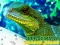 Leikur Chinese Water Dragon Jigsaw á netinu