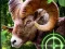 Leikur Crazy Goat Hunter 2020 á netinu