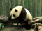 Leikur Pandas Puzzle á netinu